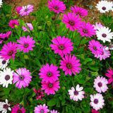 ENOLETNICA KAPSKI MESEČEK L11 CM