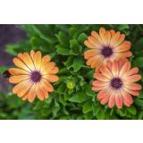 ENOLETNICA KAPSKI MESEČEK L11 CM