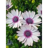 ENOLETNICA KAPSKI MESEČEK L11 CM