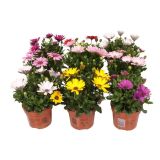 ENOLETNICA KAPSKI MESEČEK (OSTEOSPERMUM) L12CM