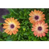 ENOLETNICA KAPSKI MESEČEK (OSTEOSPERMUM) L12CM