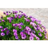 ENOLETNICA KAPSKI MESEČEK (OSTEOSPERMUM) L12CM