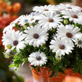 ENOLETNICA KAPSKI MESEČEK (OSTEOSPERMUM) L12CM