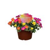 ENOLETNICA PORTULACA NANO (NAVADNI TOLŠČAK) L19 CM