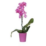 ORHIDEJA ENOSTEBELNA ROZA LONČEK 12 CM VIŠINA 65CM