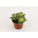 SUKULENT EONIJ L 8.5