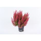 JESENSKA VRESA ERICA GRACILIS L11