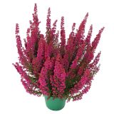 JESENSKA VRESA ERICA GRACILIS L11