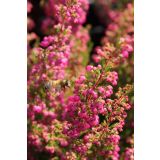 JESENSKA VRESA ERICA GRACILIS L11