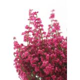 JESENSKA VRESA ERICA GRACILIS L11