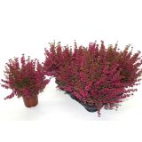 JESENSKA VRESA ERICA GRACILIS L11