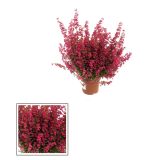 JESENSKA VRESA ERICA GRACILIS L11