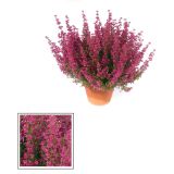 JESENSKA VRESA ERICA GRACILIS L11