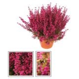 JESENSKA VRESA ERICA GRACILIS L11