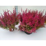 JESENSKA VRESA ERICA GRACILIS L11