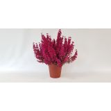 JESENSKA VRESA ERICA GRACILIS L11