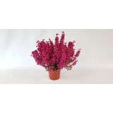 JESENSKA VRESA ERICA GRACILIS L11