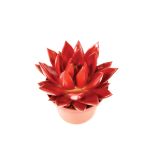 EŠEVERIJA BARVANA RDEČA L11