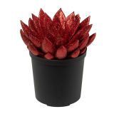 EŠEVERIJA BOŽIČNA MIX L5.5