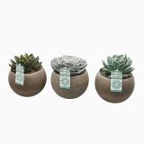 EŠEVERIJA MIX V OKR. LONCU L17