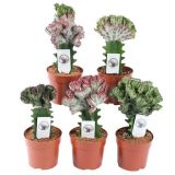 SUKULENT EUFORBIJA LACTEA CRISTATA L10.5