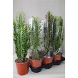 SUKULENT EUFORBIJA MIX L17