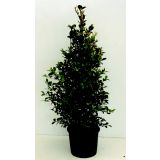 MEDITERANSKE RASTLINE EVGENIJA L18