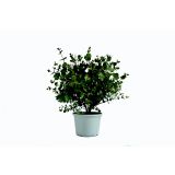 EVKALIPTUS EVKALIPTUS L17