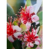 GRMOVNICA OKRASNA V LIST. FEIJOA