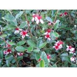 GRMOVNICA OKRASNA V LIST. FEIJOA