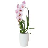 PE NOTRANJI LONEC FIJI ORHIDEJA BEL 12.5CM