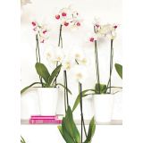 PE NOTRANJI LONEC FIJI ORHIDEJA BEL 12.5CM