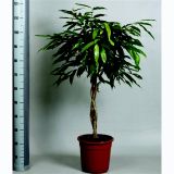 FIKUS AMSTEL KING L27