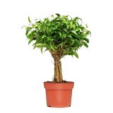 FIKUS DANIELLE L19 VIŠ 65 CM