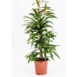 FIKUS AMSTEL KING L21 CM