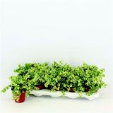 FIKUS BELLE SUNNY L9