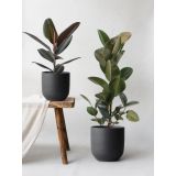 FIKUS ELASTICA (GUMOVEC) L17 CM