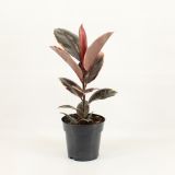 FIKUS ELASTICA (GUMOVEC) L17 CM