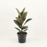 FIKUS ELASTICA (GUMOVEC) L17 CM