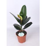 FIKUS ELASTICA MIX L17