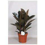 FIKUS ELASTICA MIX L24