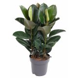 FIKUS ELASTICA ROBUSTA 3PP L27 CM