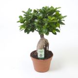 FIKUS GINSENG L17 CM