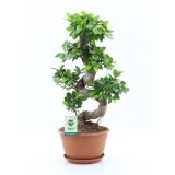 FIKUS GINSENG S OBLIKA L27 CM