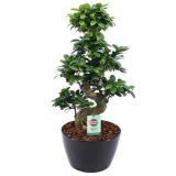 FIKUS GINSENG S OBLIKA V OKRASNI POSODI L28 CM