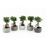 FIKUS GINSENG V OKRAS. LON. L13 CM