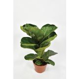 FIKUS LIRATA BAMBINO L12