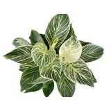 FILODENDRON BIRKIN WHITE WAVE L12 VIŠ 25 CM