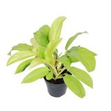 FILODENDRON MALAY GOLD L12