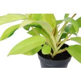 FILODENDRON MALAY GOLD L12